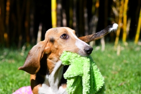 Puppies Basset