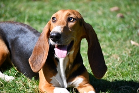 Puppies Basset