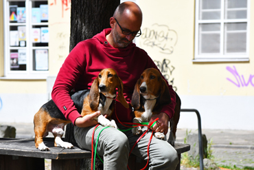 Puppies Basset