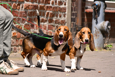 Welpen Basset