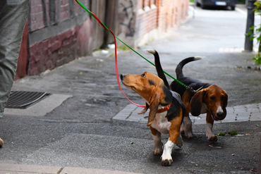 Puppies Basset