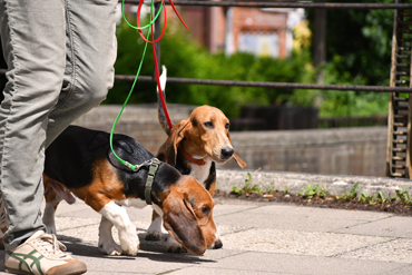Welpen Basset